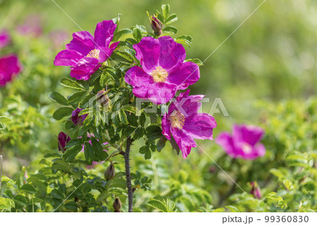 ハマナス　石狩市 99360830