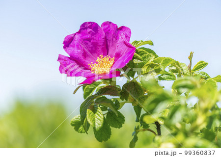 ハマナス　石狩市 99360837