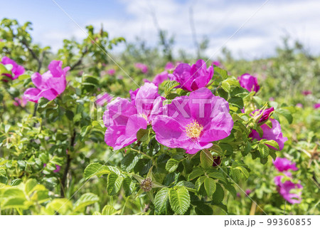 ハマナス　石狩市 99360855