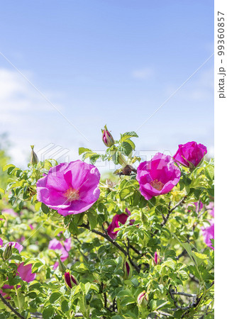 ハマナス　石狩市 99360857