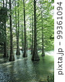 九大の森1 99361094