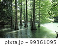 九大の森2 99361095