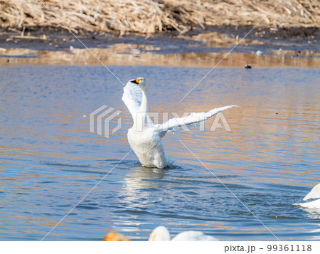 白鳥の越冬地 茨城県菅生沼の優雅で躍動的な白鳥の羽ばたき 白鳥の越冬地 茨城県菅生沼の優雅で躍動的な白鳥の羽ばたき 99361118