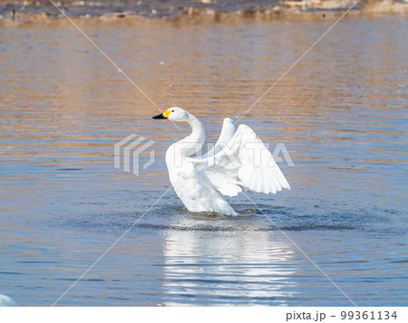 白鳥の越冬地　茨城県菅生沼の優雅で躍動的な白鳥の羽ばたき 99361134