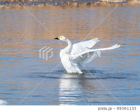 白鳥の越冬地 茨城県菅生沼の優雅で躍動的な白鳥の羽ばたき 白鳥の越冬地 茨城県菅生沼の優雅で躍動的な白鳥の羽ばたき 99361135