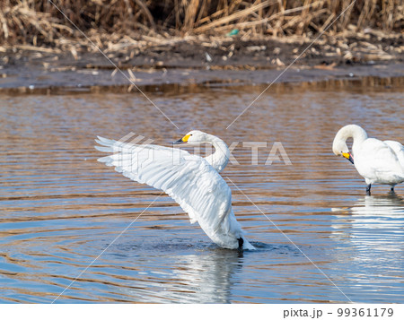 白鳥の越冬地 茨城県菅生沼の優雅で躍動的な白鳥の羽ばたき 白鳥の越冬地 茨城県菅生沼の優雅で躍動的な白鳥の羽ばたき 99361179