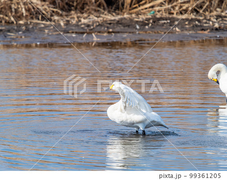 白鳥の越冬地 茨城県菅生沼の優雅で躍動的な白鳥の羽ばたき 白鳥の越冬地 茨城県菅生沼の優雅で躍動的な白鳥の羽ばたき 99361205