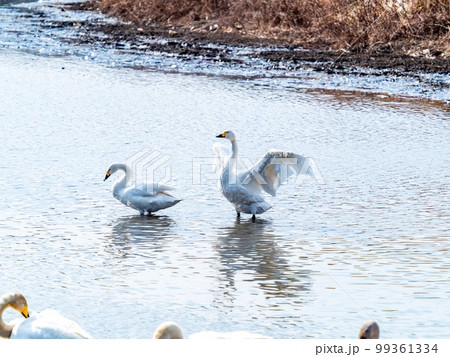 白鳥の越冬地 茨城県菅生沼の優雅で躍動的な白鳥の羽ばたき 白鳥の越冬地 茨城県菅生沼の優雅で躍動的な白鳥の羽ばたき 99361334