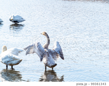 白鳥の越冬地 茨城県菅生沼の優雅で躍動的な白鳥の羽ばたき 白鳥の越冬地 茨城県菅生沼の優雅で躍動的な白鳥の羽ばたき 99361343