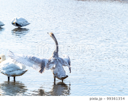 白鳥の越冬地　茨城県菅生沼の優雅で躍動的な白鳥の羽ばたき 99361354