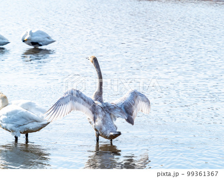 白鳥の越冬地 茨城県菅生沼の優雅で躍動的な白鳥の羽ばたき 白鳥の越冬地 茨城県菅生沼の優雅で躍動的な白鳥の羽ばたき 99361367