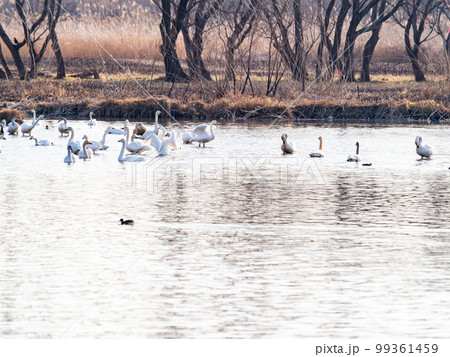 白鳥の越冬地 茨城県菅生沼の優雅で躍動的な白鳥の羽ばたき 白鳥の越冬地 茨城県菅生沼の優雅で躍動的な白鳥の羽ばたき 99361459