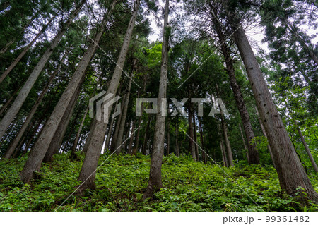 見上げた森の風景 99361482