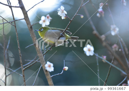 白梅とメジロ 佐倉城址公園 白梅とメジロ 佐倉城址公園 99361667
