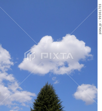三角形の木の樹冠と、白い雲が浮かぶ青い空 99361703