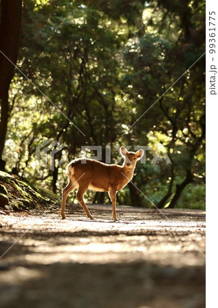奈良の鹿 奈良の鹿 99361775