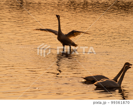 白鳥の越冬地 夕暮れの茨城県菅生沼の優雅で躍動的な白鳥のシルエット 羽ばたき 白鳥の越冬地 夕暮れの茨城県菅生沼の優雅で躍動的な白鳥のシルエット 羽ばたき 99361870