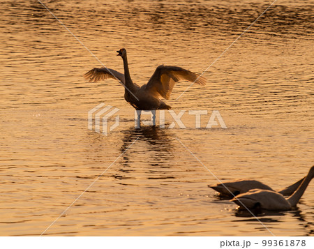 白鳥の越冬地　夕暮れの茨城県菅生沼の優雅で躍動的な白鳥のシルエット　羽ばたき 99361878