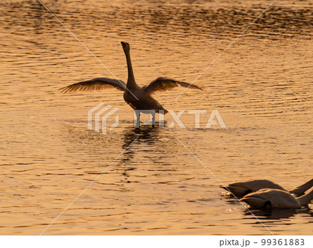 白鳥の越冬地 夕暮れの茨城県菅生沼の優雅で躍動的な白鳥のシルエット 羽ばたき 白鳥の越冬地 夕暮れの茨城県菅生沼の優雅で躍動的な白鳥のシルエット 羽ばたき 99361883