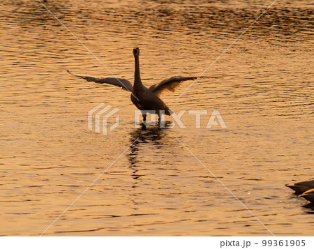 白鳥の越冬地　夕暮れの茨城県菅生沼の優雅で躍動的な白鳥のシルエット　羽ばたき 99361905
