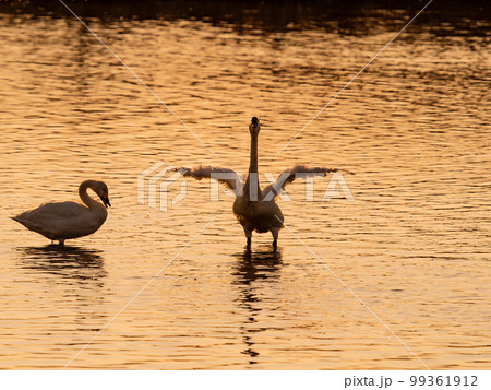 白鳥の越冬地　夕暮れの茨城県菅生沼の優雅で躍動的な白鳥のシルエット　羽ばたき 99361912