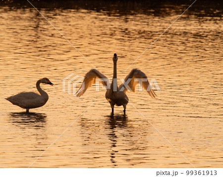 白鳥の越冬地 夕暮れの茨城県菅生沼の優雅で躍動的な白鳥のシルエット 羽ばたき 白鳥の越冬地 夕暮れの茨城県菅生沼の優雅で躍動的な白鳥のシルエット 羽ばたき 99361913