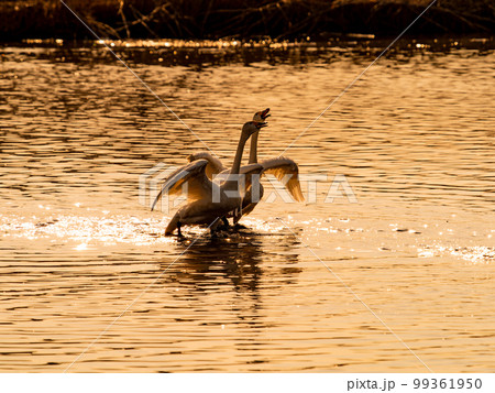 白鳥の越冬地 夕暮れの茨城県菅生沼の優雅で躍動的な白鳥のシルエット 羽ばたき 白鳥の越冬地 夕暮れの茨城県菅生沼の優雅で躍動的な白鳥のシルエット 羽ばたき 99361950