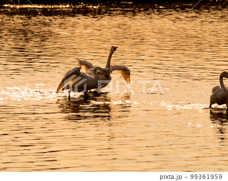白鳥の越冬地　夕暮れの茨城県菅生沼の優雅で躍動的な白鳥のシルエット　羽ばたき 99361959