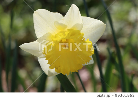 変わり種の品種も多い水仙の花 99361965