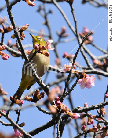 カワヅザクラとメジロ　佐倉城址公園 99362008