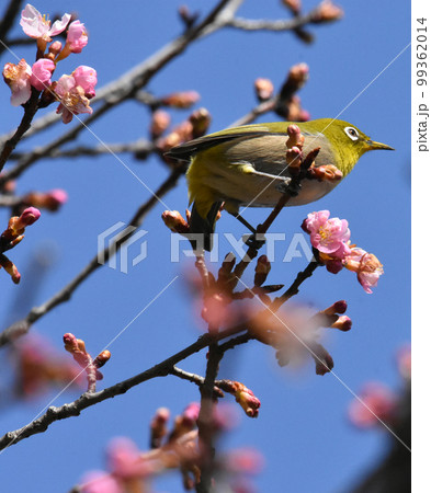 カワヅザクラとメジロ　佐倉城址公園 99362014