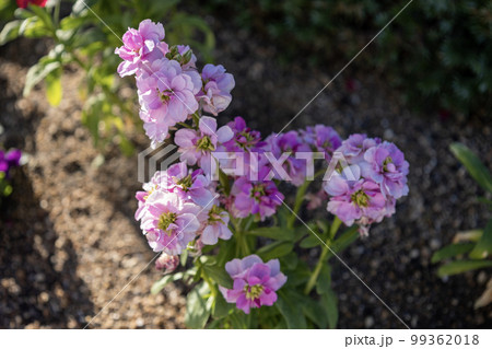 ピンク色のストックの花 99362018