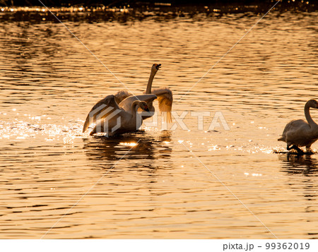 白鳥の越冬地　夕暮れの茨城県菅生沼の優雅で躍動的な白鳥のシルエット　羽ばたき 99362019