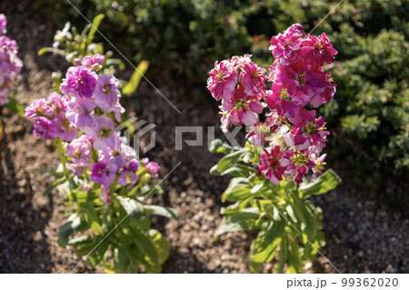ピンク色のストックの花 99362020