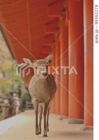 奈良の鹿 99362278