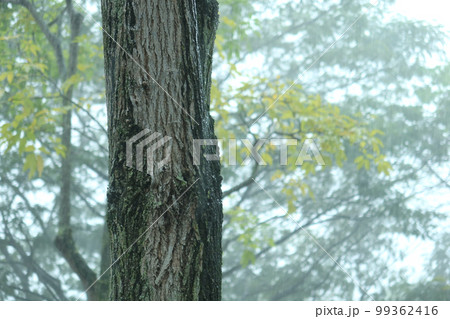 Rainy Day on Forest Branches Tree, 99362416