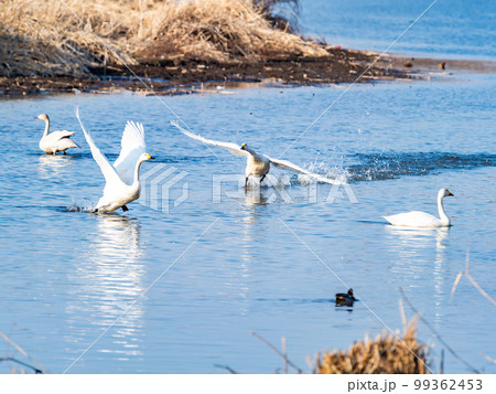 白鳥の越冬地 茨城県菅生沼の優雅で躍動的な白鳥の羽ばたき 白鳥の越冬地 茨城県菅生沼の優雅で躍動的な白鳥の羽ばたき 99362453