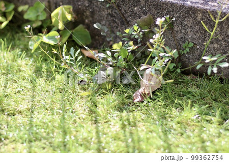 人工芝に雑草が生えている 人工芝の庭の手入れ 人工芝に雑草が生えている 人工芝の庭の手入れ 99362754