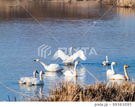 白鳥の越冬地　茨城県菅生沼の優雅で躍動的な白鳥の羽ばたき 99363095