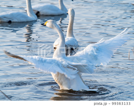 白鳥の越冬地 茨城県菅生沼の優雅で躍動的な白鳥の羽ばたき 白鳥の越冬地 茨城県菅生沼の優雅で躍動的な白鳥の羽ばたき 99363133