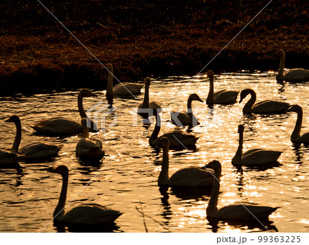 白鳥の越冬地　夕暮れの茨城県菅生沼の優雅で美しい白鳥のシルエット 99363225