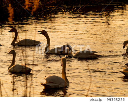 白鳥の越冬地　夕暮れの茨城県菅生沼の優雅で美しい白鳥のシルエット 99363226