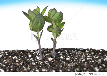 脱炭素社会 SDGs 持続可能な未来社会 99363265