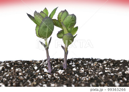 脱炭素社会 SDGs 持続可能な未来社会 99363266