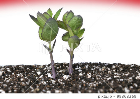 脱炭素社会 SDGs 持続可能な未来社会 99363269