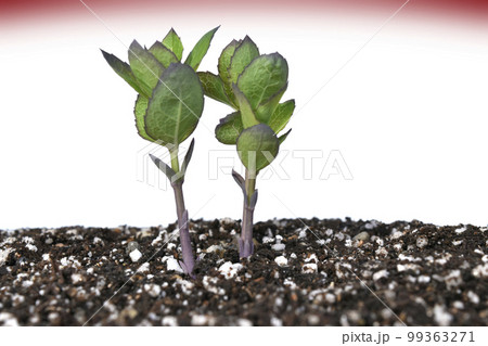 脱炭素社会 SDGs 持続可能な未来社会 99363271