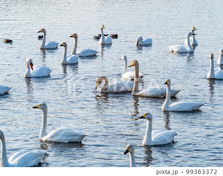 白鳥の越冬地 茨城県菅生沼の優雅で美しい白鳥の群れ 白鳥の越冬地 茨城県菅生沼の優雅で美しい白鳥の群れ 99363372