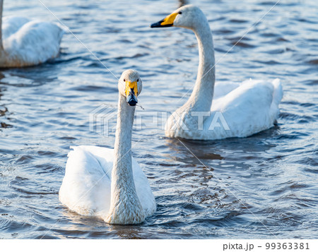 白鳥の越冬地　茨城県菅生沼の優雅で美しい白鳥の群れ 99363381