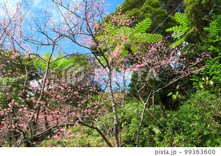 八重岳桜の森公園　満開のカンヒザクラ 99363600