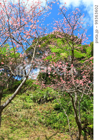 八重岳桜の森公園　満開のカンヒザクラ 99363602